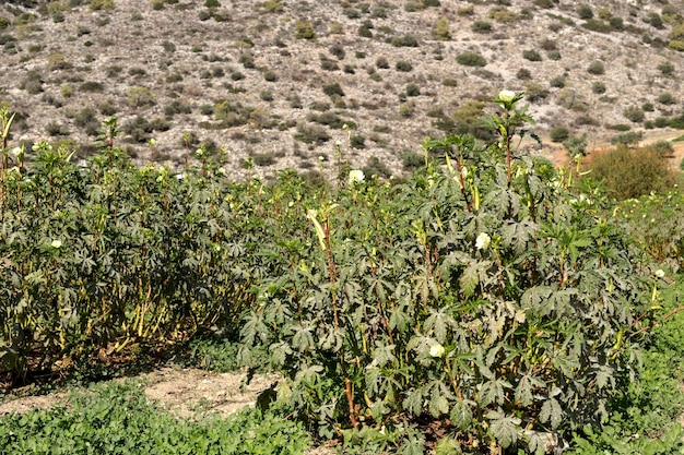 Campo agricolo. L'ibisco commestibile (okra) cresce sul campo in una giornata di sole autunnale