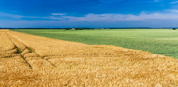 Campo agricolo misto con diversi cereali