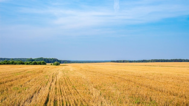 Campo agricolo Panorama di un campo infinito raccolto all'orizzonte Agosto