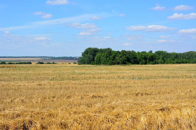 campo agricolo pulito con erba secca e linea forestale sullo sfondo