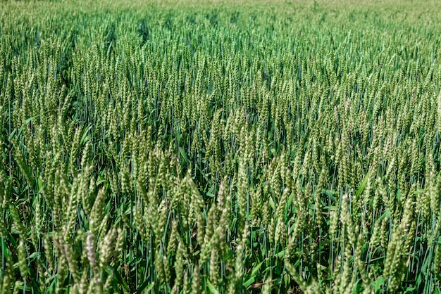 Campo agricolo, segale verde