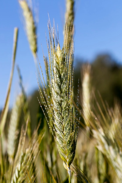 Campo agricolo seminato con segale ora legale con un campo con piante acerbe segale, agricoltura per la produzione alimentare