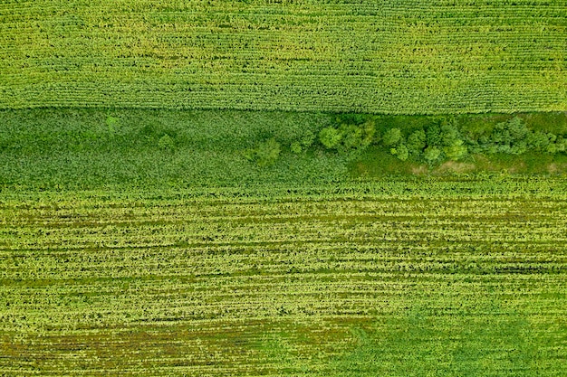 campo agricolo seminato vista dall'alto