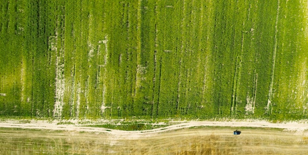 campo agricolo seminato vista dall'alto