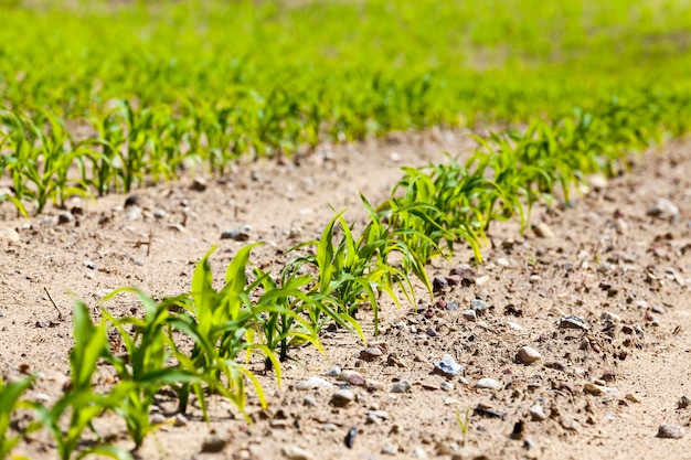 Campo agricolo soleggiato con mais dolce verde