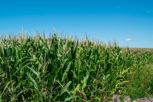 Campo agricolo sotto un cielo blu