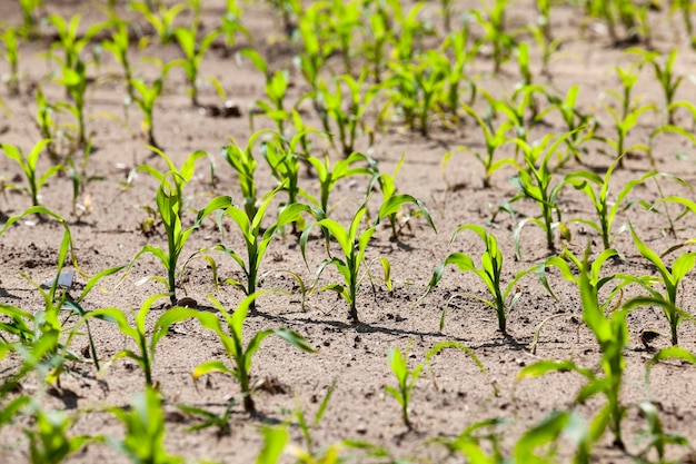 Campo agricolo su cui coltivare colture