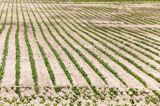 Campo agricolo su cui coltivare colture