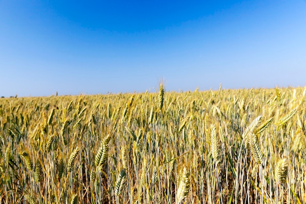 Campo agricolo su cui cresce il grano, che è maturato e ingiallito e pronto per il raccolto. primo piano preso con una piccola profondità di campo in estate.