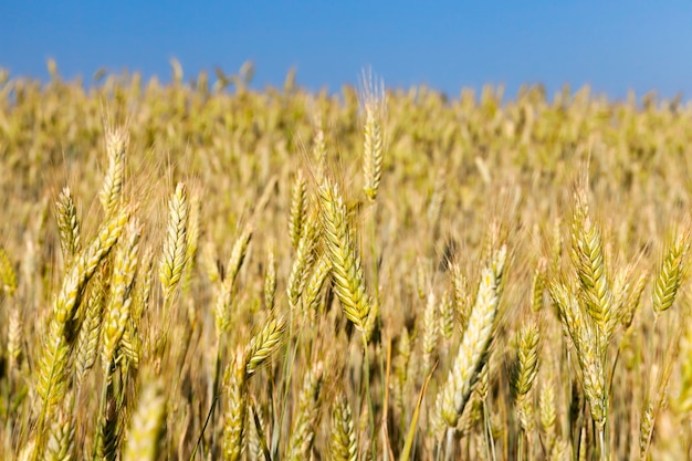 Campo agricolo su cui cresce il grano