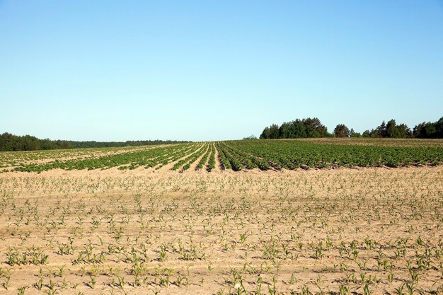 Campo agricolo su cui cresce patate verdi