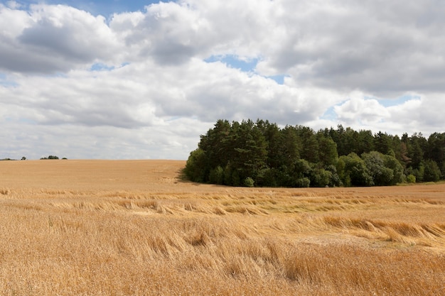 Campo agricolo su cui cresce spighe di grano mature, gialle