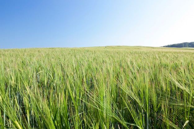 Campo agricolo su cui crescono cereali giovani immaturi, frumento. Cielo blu sullo sfondo