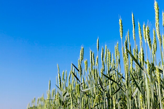 Campo agricolo su cui crescono cereali giovani immaturi, frumento.