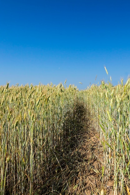 Campo agricolo su cui crescono cereali giovani immaturi, frumento.