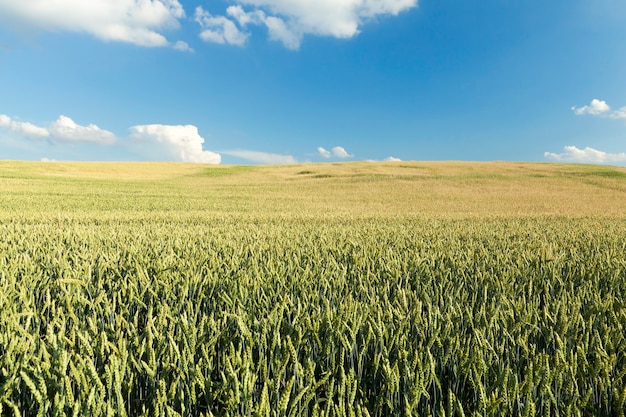 Campo agricolo su cui crescono cereali giovani immaturi, frumento.