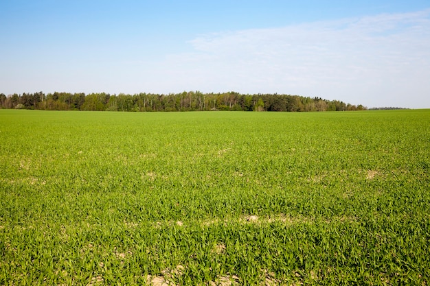 Campo agricolo su cui crescono cereali giovani immaturi, frumento.