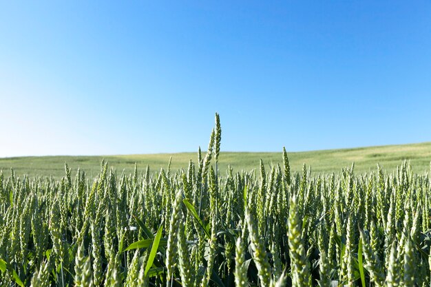 Campo agricolo su cui crescono cereali giovani immaturi, grano. Cielo azzurro in superficie