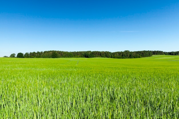 Campo agricolo su cui crescono cereali giovani immaturi, grano. Cielo azzurro in superficie