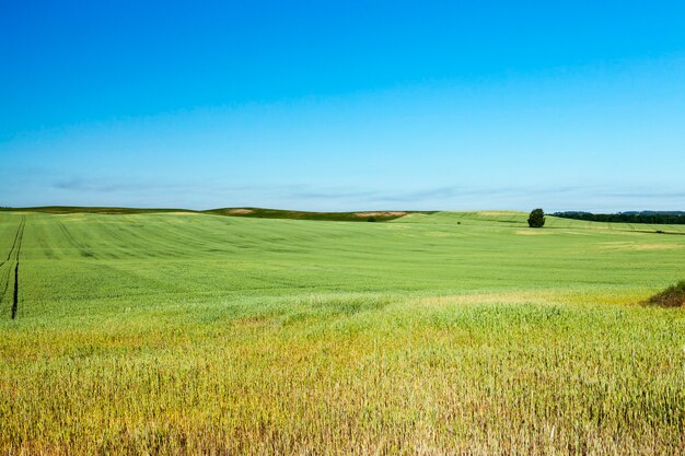 Campo agricolo su cui crescono cereali giovani immaturi, grano.