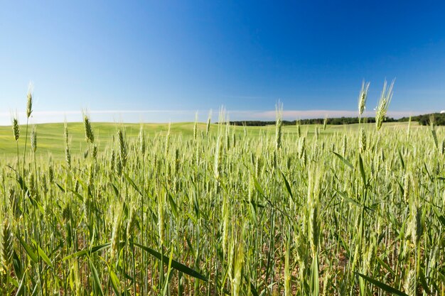 Campo agricolo su cui crescono cereali immaturi, frumento.