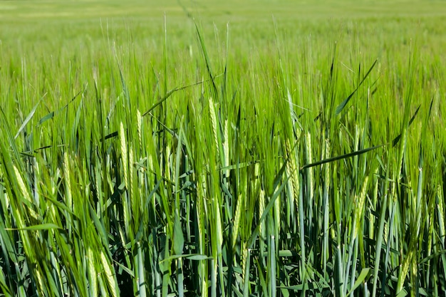 Campo agricolo su cui crescono cereali immaturi, frumento.