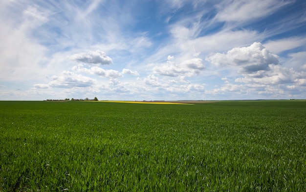 Campo agricolo su cui crescono cereali verdi acerbi.