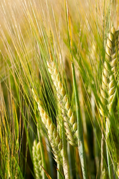 Campo agricolo su cui crescono erba ingiallita, quasi pronta per il raccolto, primo piano