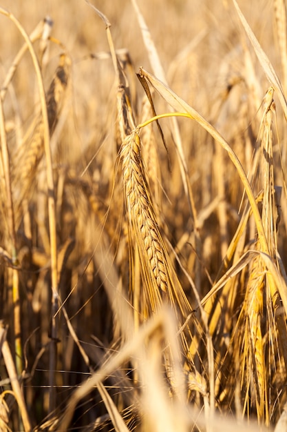 Campo agricolo su cui crescono erba ingiallita, quasi pronta per la mietitura, primo piano