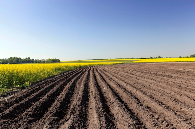 Campo agricolo su cui crescono le patate. solco