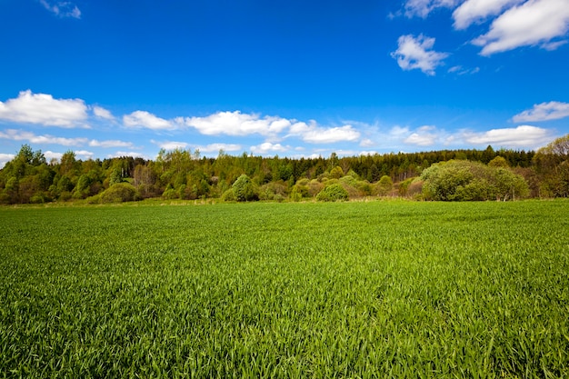 Campo agricolo su cui il grano cresce giovane. Ai margini del campo cresce la foresta.