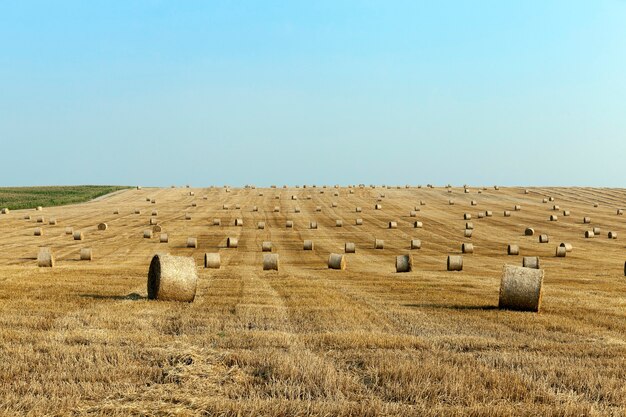 Campo agricolo su cui si trovano i mucchi di fieno di paglia dopo il raccolto, cielo blu