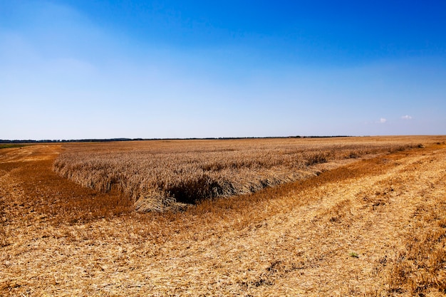 Campo agricolo su cui viene effettuata la pulizia del grano