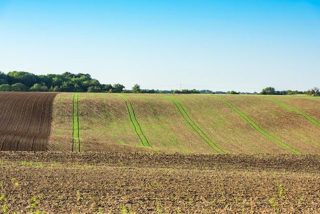 Campo agricolo su una collina con giovani germogli Inquadratura orizzontale