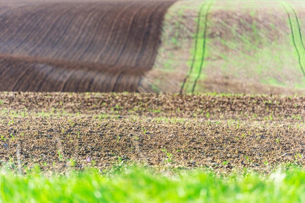 Campo agricolo su una collina con giovani germogli Inquadratura orizzontale