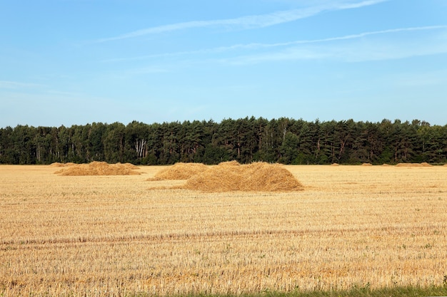 Campo agricolo - un campo agricolo su cui raccogliere il grano