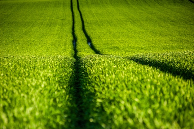 Campo agricolo verde all'inizio dell'estate