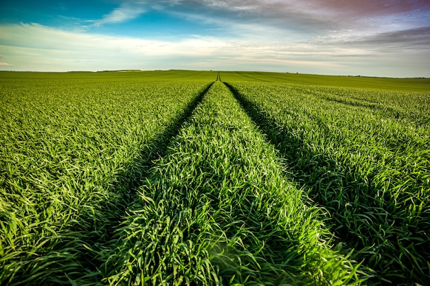 Campo agricolo verde all'inizio dell'estate