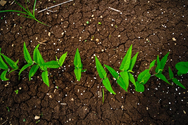 Campo agricolo verde in India