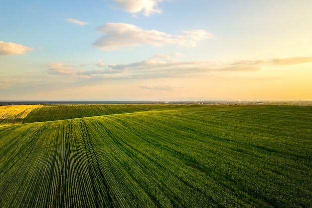 Campo agricolo verde intenso agricolo con piante di colza in crescita