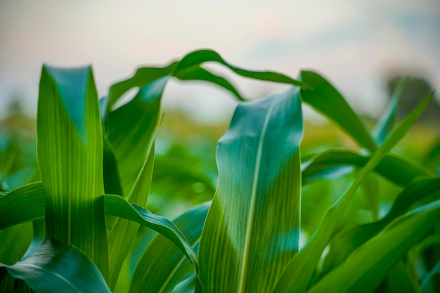 Campo agricolo verde jowar o sorgo.