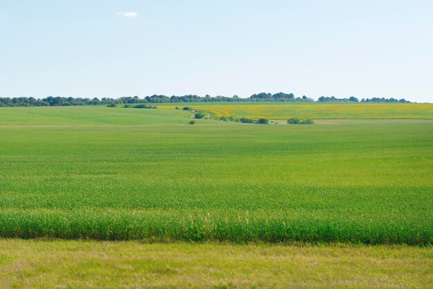 Campo agricolo verde sotto un cielo blu