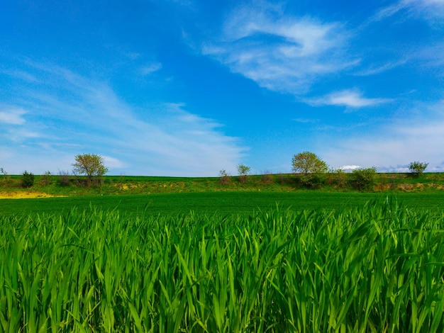 campo agricolo verde