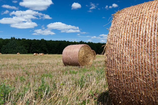 Campo agricolo