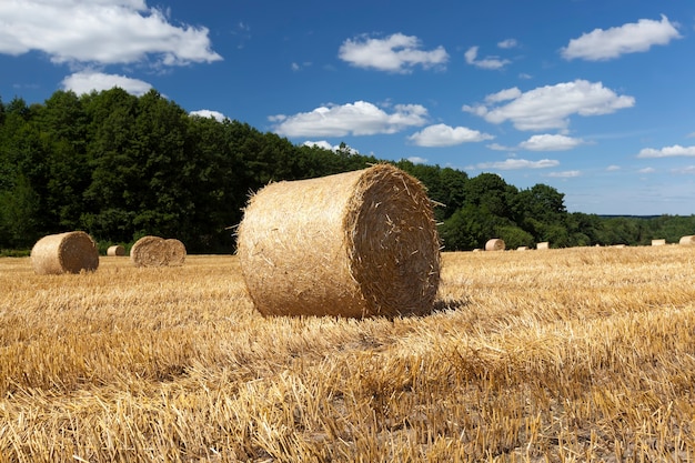 Campo agricolo