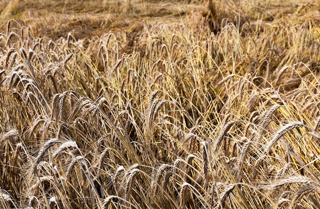 Campo agricolo