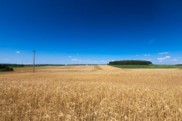 Campo agricolo