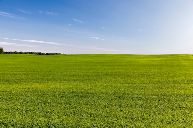 Campo agricolo