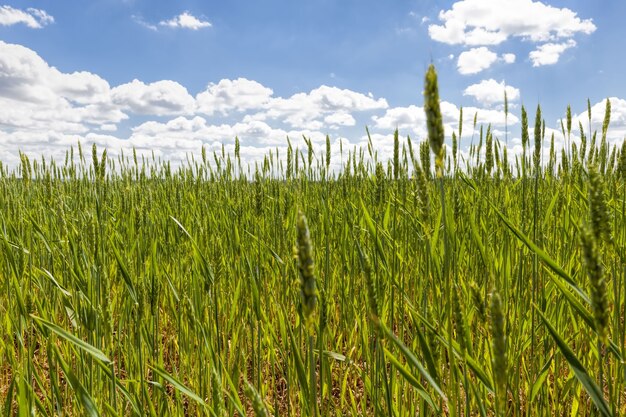 Campo agricolo