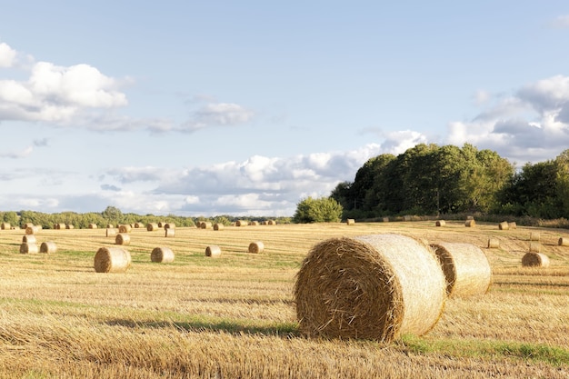 Campo agricolo